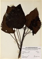 藏品(木油樹)的圖片